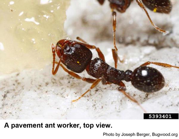 Pavement ant worker eating